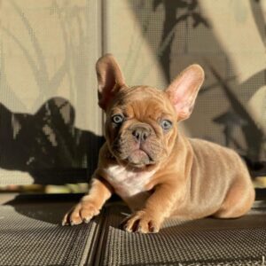 french bulldog florida