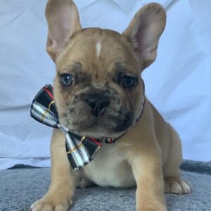 french bulldog kentucky