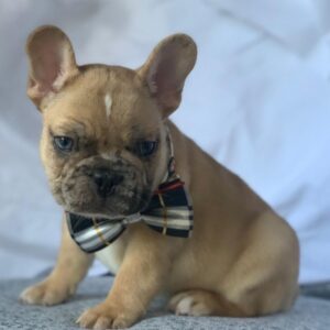 french bulldog kentucky