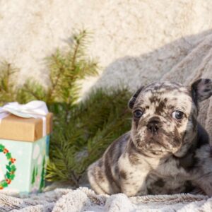 blue sable french bulldog