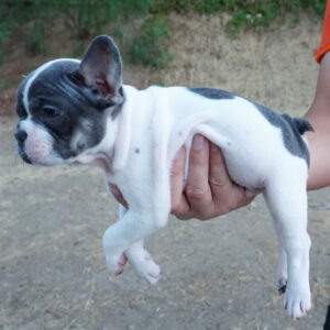 black and tan french bulldog