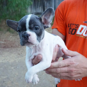 black and tan french bulldog