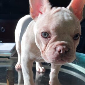 fluffy french bulldog