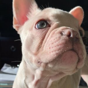 fluffy french bulldog