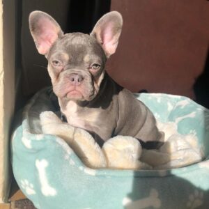 fawn brindle french bulldog