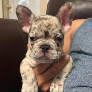 spotted french bulldog