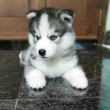 husky puppies for sale