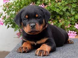 How much do rottweilers weigh
