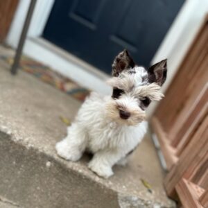 miniature schnauzer rescue