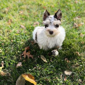 miniature schnauzer rescue