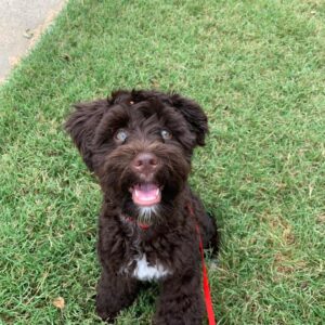 miniature schnauzer puppies for sale $600