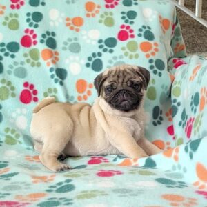 pug puppies for sale by owner