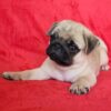 pug puppies for sale texas