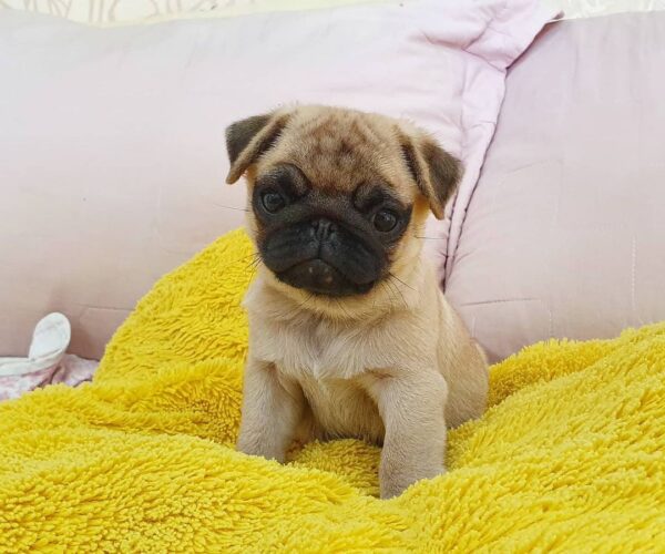pug puppies for sale under $500