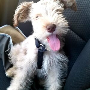 Standard schnauzer puppies for sale near me