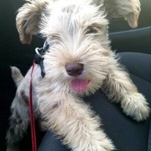 Standard schnauzer puppies for sale near me