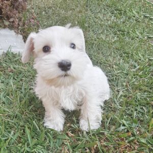 white miniature schnauzer