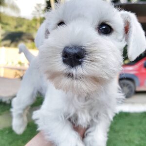 white miniature schnauzer