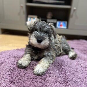 schnauzers near me