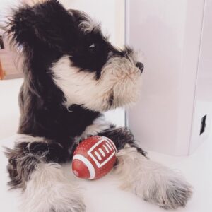 toy schnauzer for sale