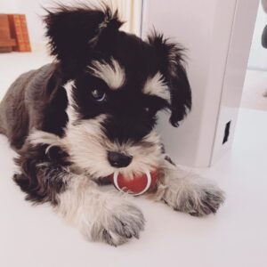 toy schnauzer for sale