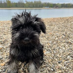 adopt a schnauzer