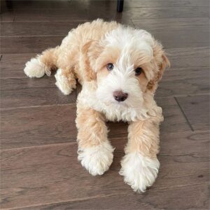 mini goldendoodle for sale Ohio