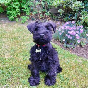 schnauzer for sale near me