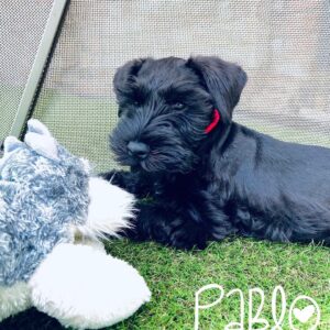 schnauzer for sale near me