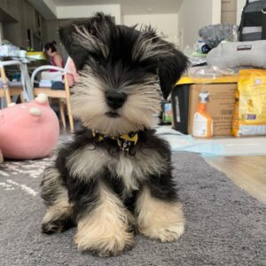 schnauzer mini