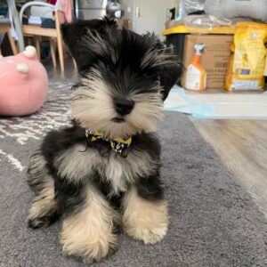 schnauzer mini