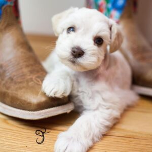 miniature schnauzer for sale ky