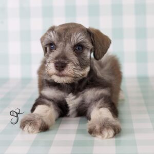 schnauzer miniature for sale