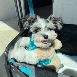 are schnauzers hypoallergenic