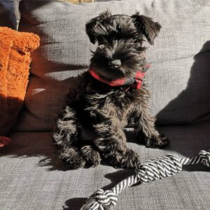 akc miniature schnauzer puppies for sale