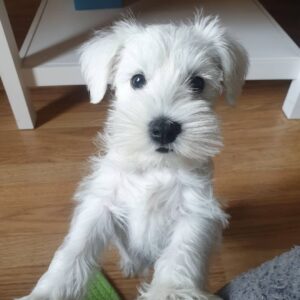 schnauzer dogs for sale