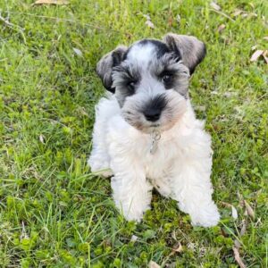 buy miniature schnauzer