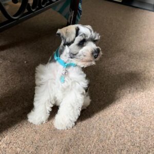 buy miniature schnauzer