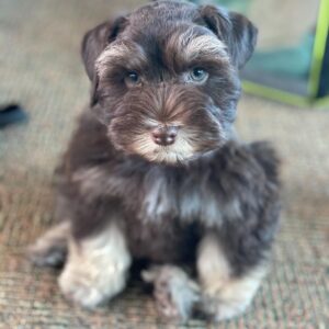 mini schnauzer price