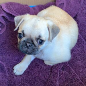 pug puppies for sale $200