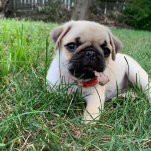 teacup pug puppies for sale under $500 near me