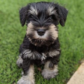 mini schnauzer for sale near me