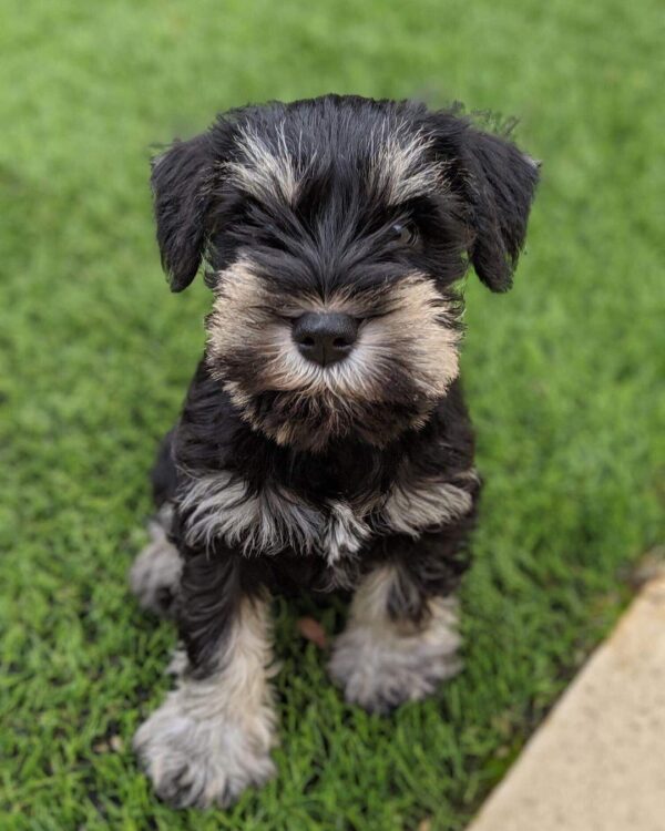 mini schnauzer for sale near me