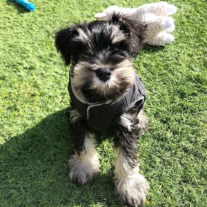 mini schnauzers