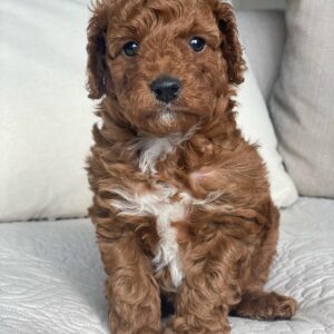 medium goldendoodle for sale