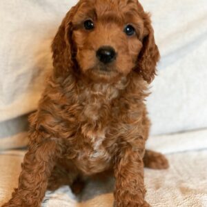 mini goldendoodle for sale California