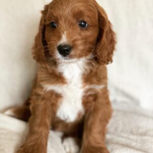 mini goldendoodle breeders