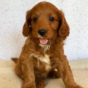 Goldendoodle puppies for sale near me