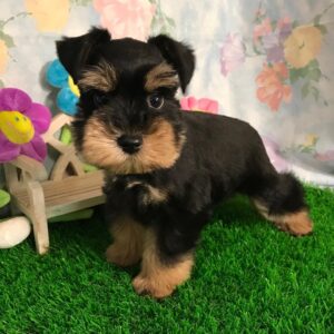 toy schnauzer puppies for sale in florida