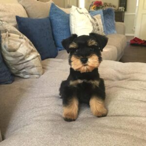 toy schnauzer puppies for sale in florida